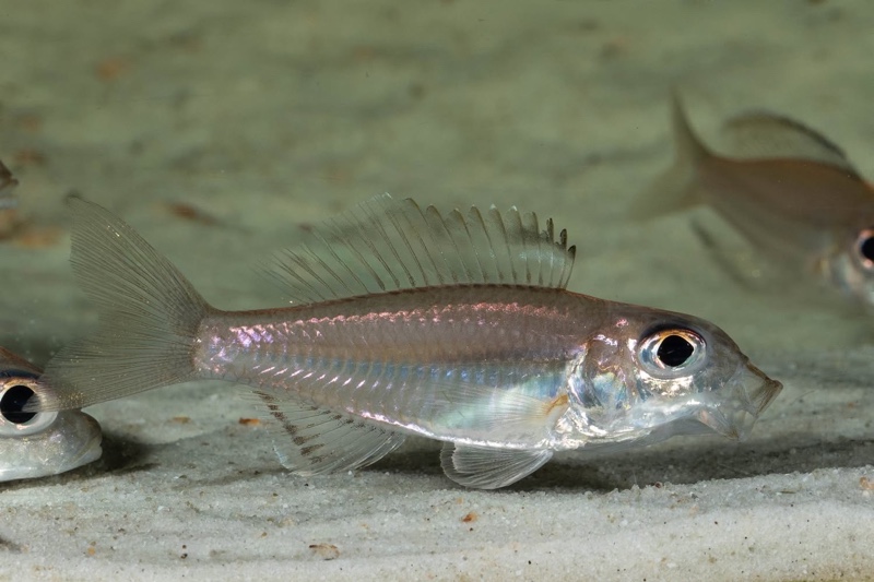 Trematocara marginatum 'Kigoma area'